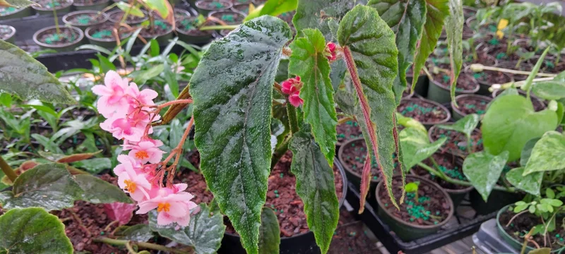 Begonia Ginny Galaxy Reverted Angel Wing Live Plant - 3.25 inch pot - Indoor/Outdoor - Image 2