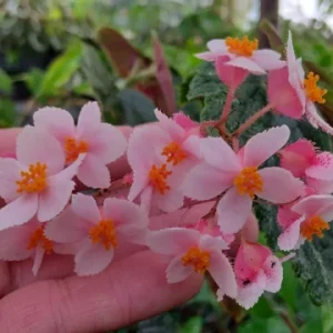 Begonia Ginny Galaxy Reverted Angel Wing Live Plant - 3.25 inch pot - Indoor/Outdoor - Image 3