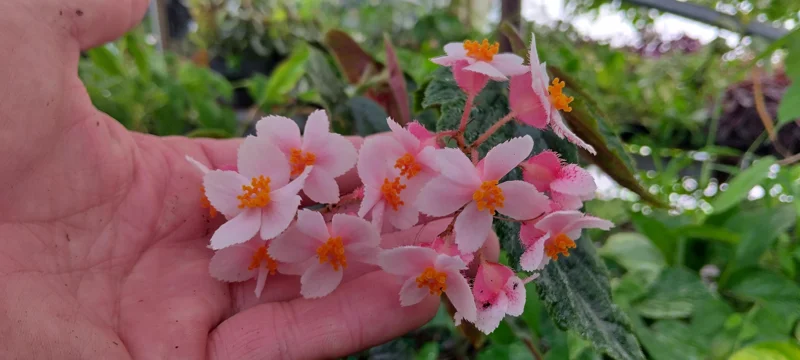 Begonia Ginny Galaxy Reverted Angel Wing Live Plant - 3.25 inch pot - Indoor/Outdoor - Image 3