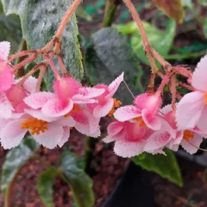 Begonia Ginny Galaxy Reverted Angel Wing Live Plant - 3.25 inch pot - Indoor/Outdoor - Image 4