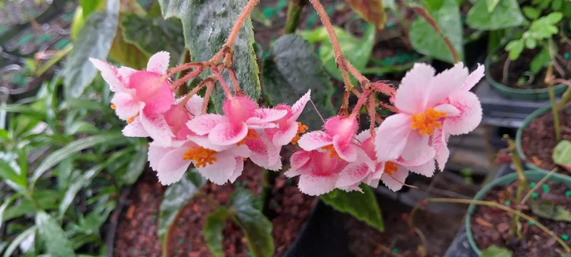 Begonia Ginny Galaxy Reverted Angel Wing Live Plant - 3.25 inch pot - Indoor/Outdoor - Image 4