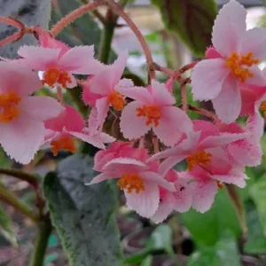 Begonia Ginny Galaxy Reverted Angel Wing Live Plant - 3.25 inch pot - Indoor/Outdoor - Image 1