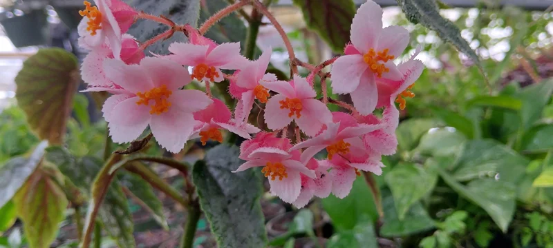 Begonia Ginny Galaxy Reverted Angel Wing Live Plant - 3.25 inch pot - Indoor/Outdoor - Image 1