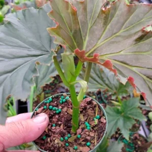 Begonia Irene Moss Live Plant - Angel Wing Cane - 3.25 inch Pot - Indoor/Outdoor - Image 2
