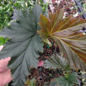 Begonia Irene Moss Live Plant - Angel Wing Cane - 3.25 inch Pot - Indoor/Outdoor - Image 1