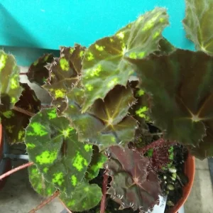 Begonia Kit Kat Live Plant - 4in Tall Starter, Rare Tropical, Shade Loving - Image 2