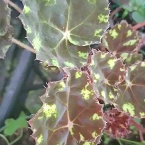 Begonia Kit Kat Live Plant - 4in Tall Starter, Rare Tropical, Shade Loving - Image 3