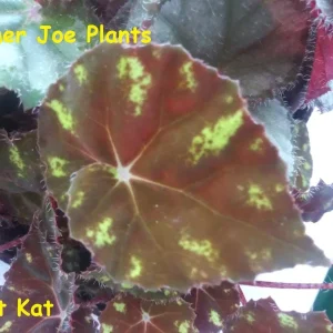 Begonia Kit Kat Live Plant - 4in Tall Starter, Rare Tropical, Shade Loving - Image 1