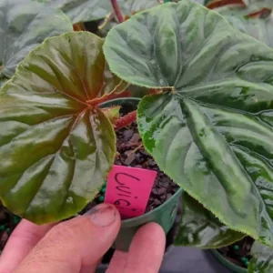 Begonia Lewisii Live Starter Plant – 3.25 inch Pot – Indoor/Outdoor - Image 2