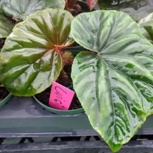 Begonia Lewisii Live Starter Plant – 3.25 inch Pot – Indoor/Outdoor - Image 1