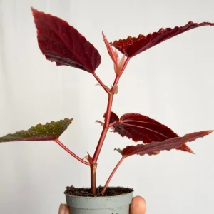 Begonia Maculata Pink Spot Live Plant 3.25'' - Easy Care Indoor Houseplant - Image 2