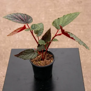 Begonia Maculata Pink Spot Live Plant 3.25'' - Easy Care Indoor Houseplant - Image 3