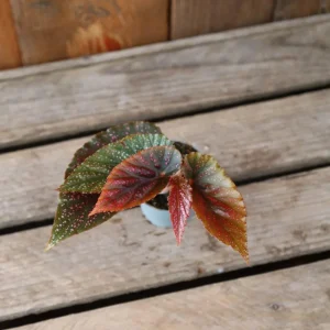 Begonia Maculata Pink Spot Live Plant 3.25'' - Easy Care Indoor Houseplant - Image 4
