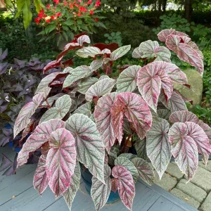 Begonia Maculata Pink Spot Live Plant 3.25'' - Easy Care Indoor Houseplant - Image 5