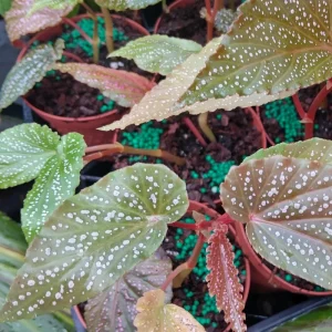 Begonia Maculata Pink Spot Live Plant 3.25'' - Easy Care Indoor Houseplant - Image 6