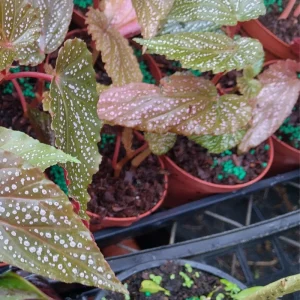 Begonia Maculata Pink Spot Live Plant 3.25'' - Easy Care Indoor Houseplant - Image 7
