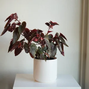 Begonia Maculata Pink Spot Live Plant 3.25'' - Easy Care Indoor Houseplant - Image 8
