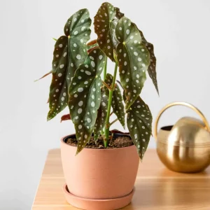 Begonia Maculata White Spot Live Plant – 3'' Starter Houseplant - Image 2