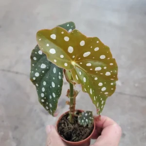 Begonia Maculata White Spot Live Plant – 3'' Starter Houseplant - Image 3