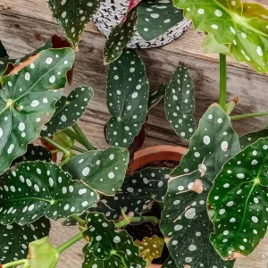 Begonia Maculata White Spot Live Plant – 3'' Starter Houseplant - Image 4
