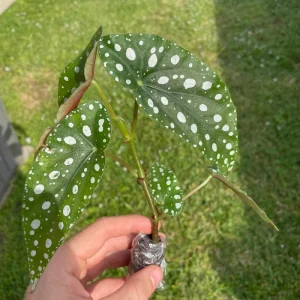 Begonia Maculata White Spot Live Plant – 3'' Starter Houseplant - Image 5