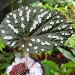 Begonia Maculata White Spot Live Plant – 3'' Starter Houseplant - Image 6