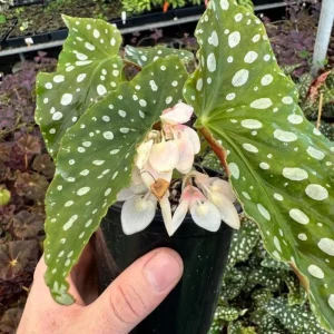 Begonia Maculata White Spot Live Plant – 3'' Starter Houseplant - Image 7