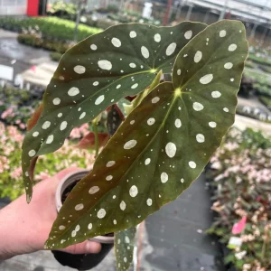 Begonia Maculata White Spot Live Plant – 3'' Starter Houseplant - Image 8