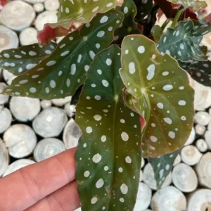 Begonia Maculata White Spot Live Plant – 3'' Starter Houseplant - Image 9
