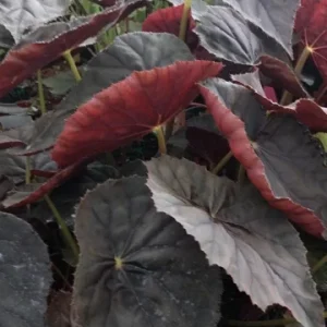 Begonia Plum Gorgeous Live Plant – 4 inch Tall Starter – Rare Tropical, Shade Loving - Image 2