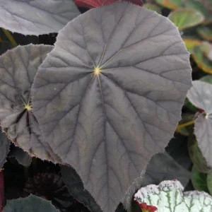 Begonia Plum Gorgeous Live Plant – 4 inch Tall Starter – Rare Tropical, Shade Loving - Image 1