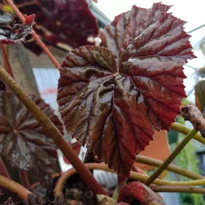 Begonia Plum Gorgeous Live Plant – 4 inch Tall Starter – Rare Tropical, Shade Loving - Image 3