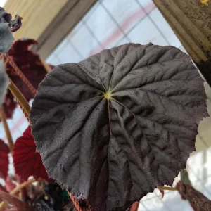 Begonia Plum Gorgeous Live Plant – 4 inch Tall Starter – Rare Tropical, Shade Loving - Image 4
