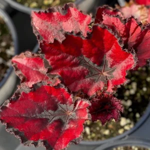 Begonia Red Robin Live Plant – 4-6" Tall – Red Foliage Houseplant Indoor - Image 2