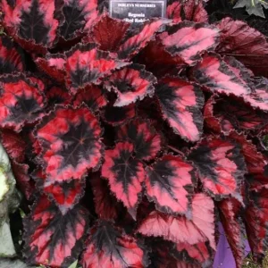 Begonia Red Robin Live Plant – 4-6
