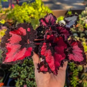 Begonia Red Robin Live Plant – 4-6