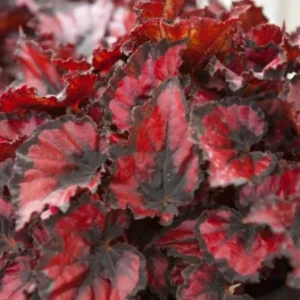 Begonia Red Robin Live Plant – 4-6" Tall – Red Foliage Houseplant Indoor - Image 1