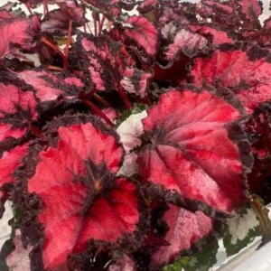 Begonia Red Robin Live Plant – 4-6