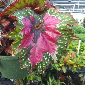 Begonia Rex Strawberry Sherbet Live Plant - 4 inch Tall Starter - Image 1
