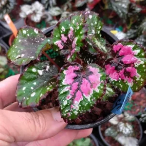 Begonia Rex Strawberry Sherbet Live Plant - 4 inch Tall Starter - Image 2