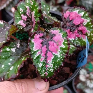 Begonia Rex Strawberry Sherbet Live Plant - 4 inch Tall Starter - Image 3