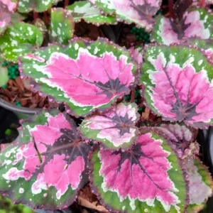Begonia Rex Strawberry Sherbet Live Plant - 4 inch Tall Starter - Image 4