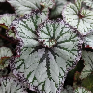 Begonia SL Jubilation Live Plant – 3.25 Inch Starter Plant – Indoor - Image 2