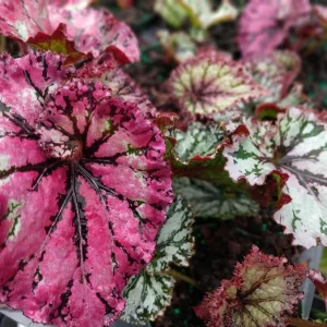 Begonia SL Jubilation Live Plant – 3.25 Inch Starter Plant – Indoor - Image 3