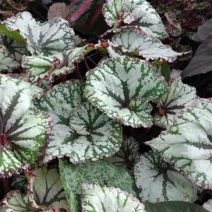 Begonia SL Jubilation Live Plant – 3.25 Inch Starter Plant – Indoor - Image 4