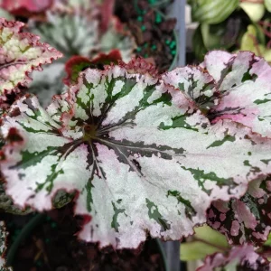Begonia SL Jubilation Live Plant – 3.25 Inch Starter Plant – Indoor - Image 5