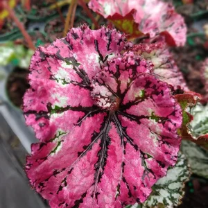 Begonia SL Jubilation Live Plant – 3.25 Inch Starter Plant – Indoor - Image 1