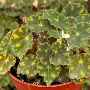 Begonia Tiger Paws Live Plant – 4 inch Pot – Tropical Indoor Plant - Image 2