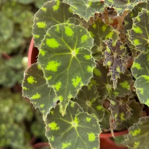 Begonia Tiger Paws Live Plant – 4 inch Pot – Tropical Indoor Plant - Image 3