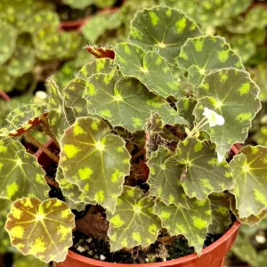 Begonia Tiger Paws Live Plant – 4 inch Pot – Tropical Indoor Plant - Image 1